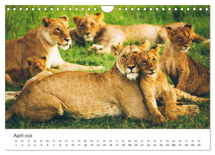 Produktbild: Safari durch Afrika (Wandkalender 2026 DIN A4 quer), CALVENDO Monatskalender