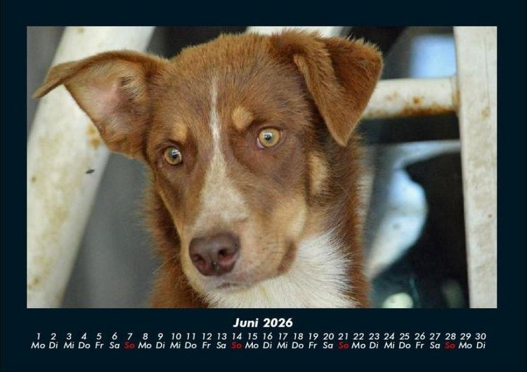 Produktbild: Der Hundekalender 2026 Fotokalender DIN A4