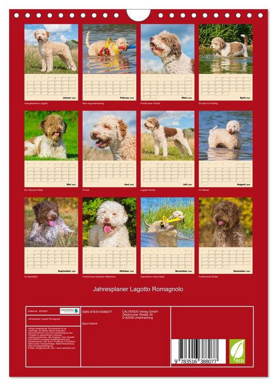 Produktbild: Jahresplaner Lagotto Romagnolo (Wandkalender 2026 DIN A4 hoch), CALVENDO Monatskalender