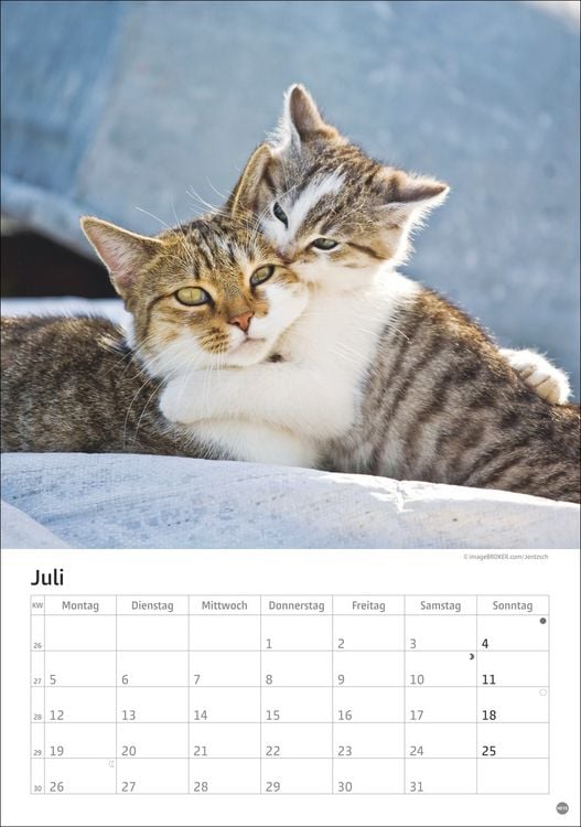 Produktbild: Katzen Kalender 2027