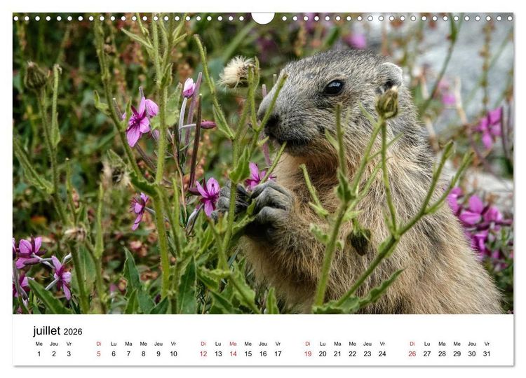 Produktbild: Le monde des marmottes en Haute Maurienne (Calendrier mural 2026 DIN A3 vertical), CALVENDO calendrier mensuel