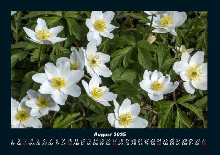 Produktbild: Blumenkalender 2025 Fotokalender DIN A4