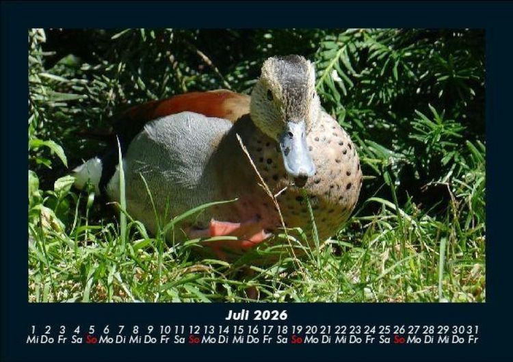 Produktbild: Enten 2026 Fotokalender DIN A5