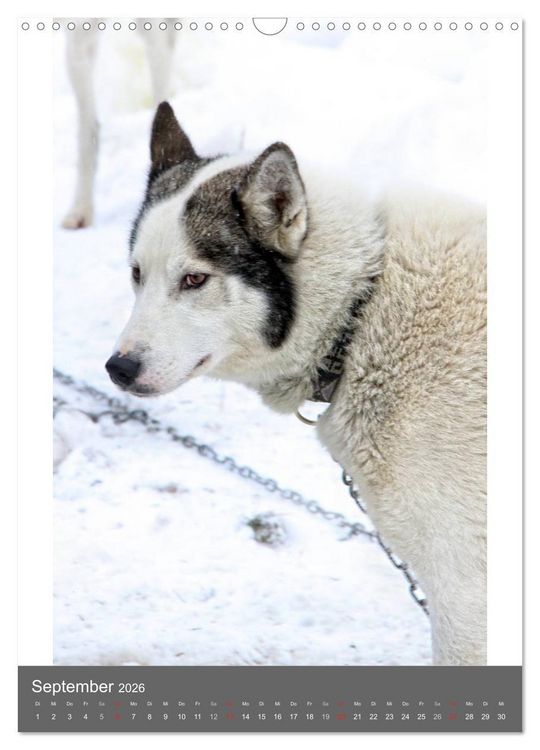 Produktbild: Huskies - Portraits im Schnee (Wandkalender 2026 DIN A3 hoch), CALVENDO Monatskalender