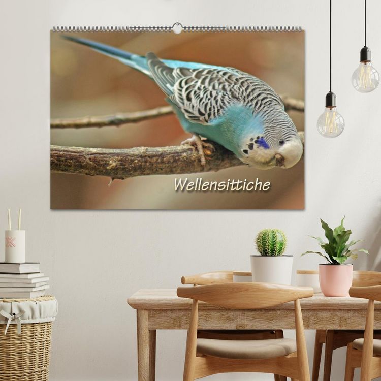 Produktbild: Wellensittiche (Wandkalender 2026 DIN A2 quer), CALVENDO Monatskalender