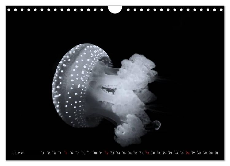 Produktbild: Meerestiere Bilder in Schwarz Weiss (Wandkalender 2026 DIN A4 quer), CALVENDO Monatskalender