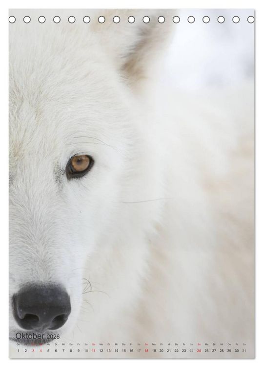 Produktbild: Emotionale Momente: Der Wolf. (Tischkalender 2026 DIN A5 hoch), CALVENDO Monatskalender