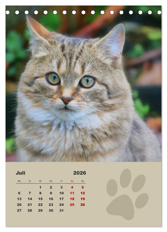 Produktbild: Wilde T&auml;tzchen, kleine wilde Katzen entdecken die Welt (Tischkalender 2026 DIN A5 hoch), CALVENDO Monatskalender