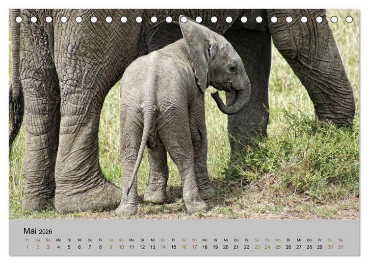 Produktbild: Safari Impressionen / Kenia (Tischkalender 2026 DIN A5 quer), CALVENDO Monatskalender