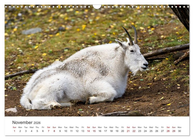 Produktbild: Wild Canada (Wall Calendar 2026 DIN A3 landscape), CALVENDO 12 Month Wall Calendar