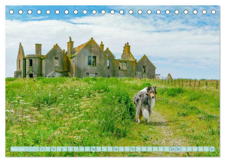 Produktbild: Highland-Collies - Auf vier Pfoten durch Schottland und Irland (Tischkalender 2026 DIN A5 quer), CALVENDO Monatskalender