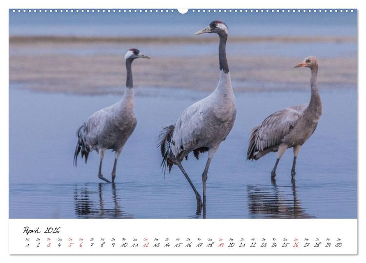 Produktbild: Kraniche am Schlafplatz - im Naturparadies der Mecklenburgischen Seenplatte (Wandkalender 2026 DIN A2 quer), CALVENDO Monatskalender