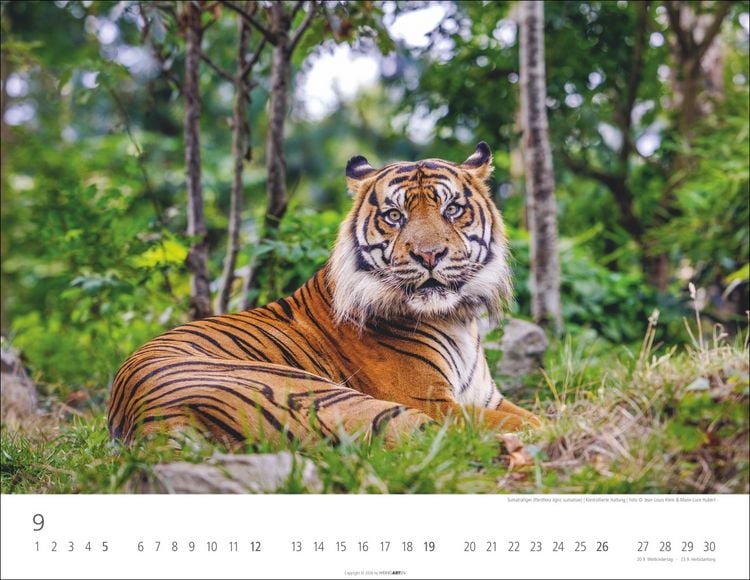 Produktbild: Tiger Kalender 2027