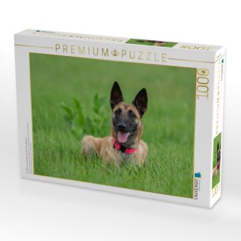 Produktbild: CALVENDO Puzzle Ein Motiv aus dem Kalender Traumhund Malinois | 1000 Teile Lege-Gr&ouml;&szlig;e 64x48cm Foto-Puzzle f&uuml;r gl&uuml;ckliche Stunden