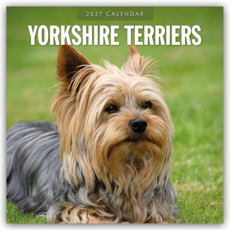 Produktbild: Yorkshire Terriers &ndash; Yorkshire Terrier 2027 &ndash; 16-Monatskalender