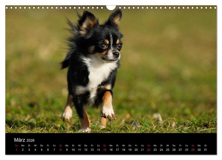 Produktbild: Chihuahua - Kleine Hunde ganz gro&szlig; (Wandkalender 2026 DIN A3 quer), CALVENDO Monatskalender