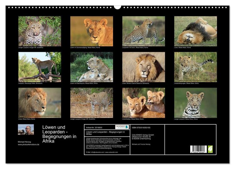Produktbild: L&ouml;wen und Leoparden - Begegnungen in Afrika (Wandkalender 2026 DIN A2 quer), CALVENDO Monatskalender