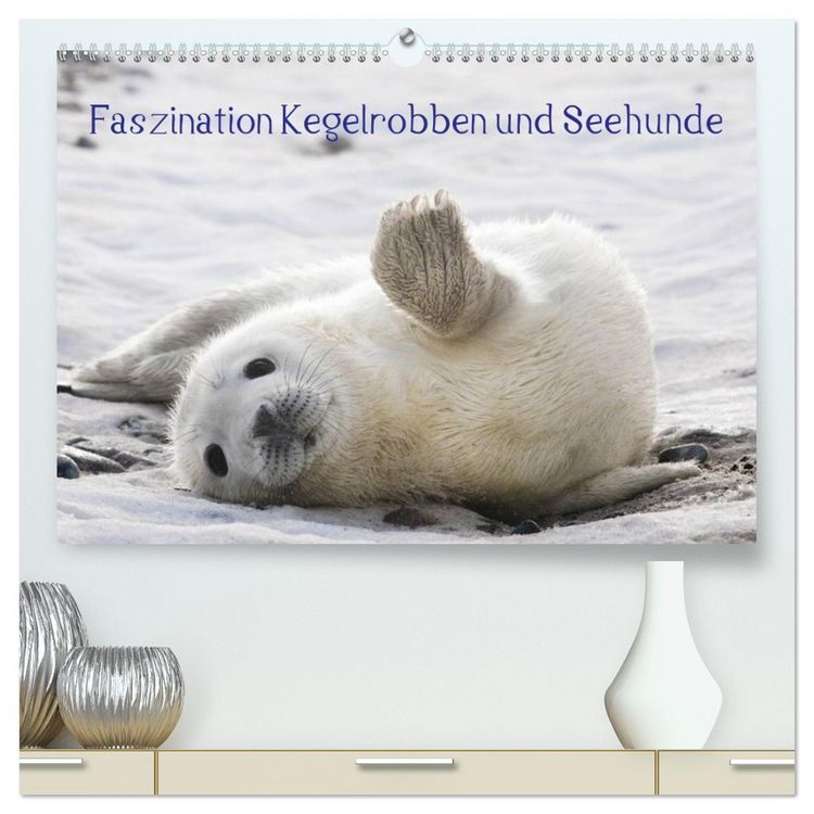 Produktbild: Faszination Kegelrobben und Seehunde 2026 (hochwertiger Premium Wandkalender 2026 DIN A2 quer), Kunstdruck in Hochglanz