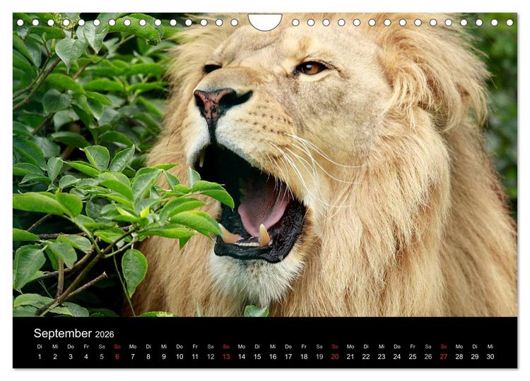 Produktbild: L&ouml;wen (Wandkalender 2026 DIN A4 quer), CALVENDO Monatskalender