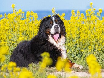 Produktbild: CALVENDO Puzzle Berner Sennenhund auf dem Weg durch die Rapsfelder | 1000 Teile Lege-Gr&ouml;&szlig;e 64x48cm Foto-Puzzle f&uuml;r gl&uuml;ckliche Stunden