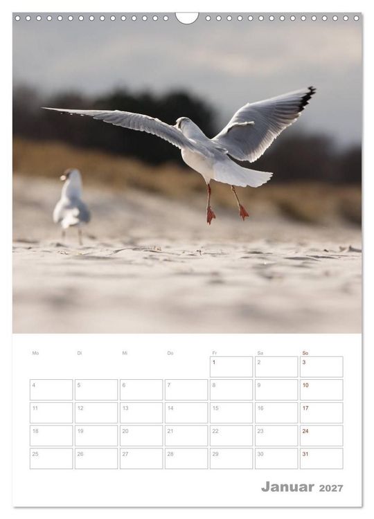 Produktbild: M&ouml;wen - die V&ouml;gel der K&uuml;ste (Wandkalender 2027 DIN A3 hoch), CALVENDO Monatskalender