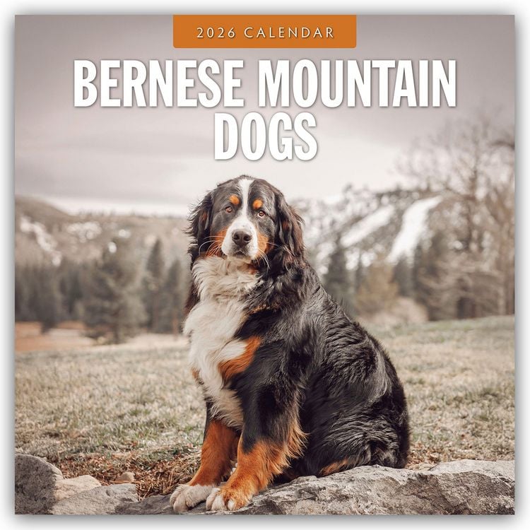 Produktbild: Bernese Mountain Dog – Berner Sennenhund 2026 – 16-Monatskalender