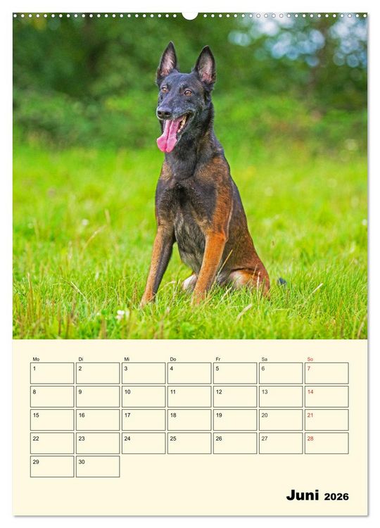 Produktbild: Familienplaner Tausendsassa Malinois (Wandkalender 2026 DIN A2 hoch), CALVENDO Monatskalender