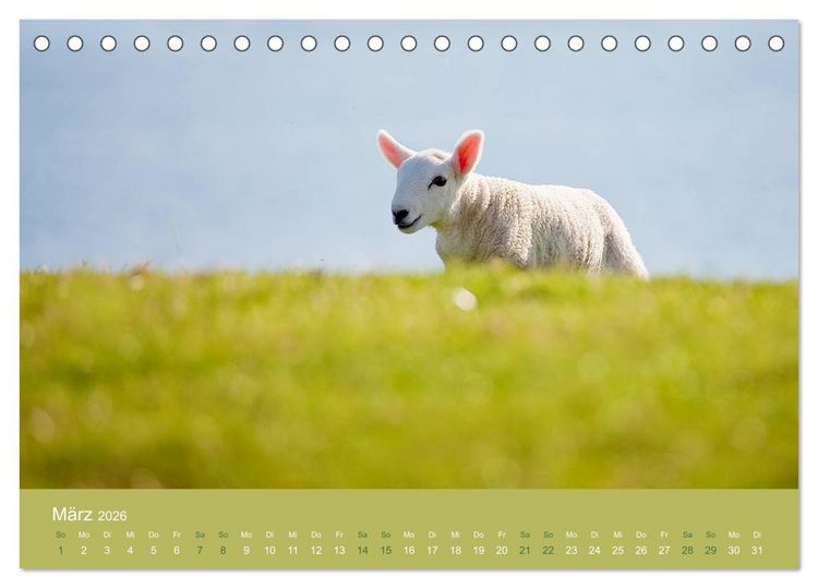 Produktbild: Unter Schafen - Wegbegleiter auf Reisen (Tischkalender 2026 DIN A5 quer), CALVENDO Monatskalender