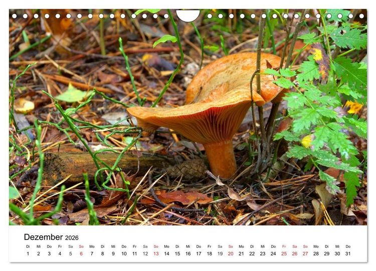 Produktbild: Heimische Pilze (Wandkalender 2026 DIN A4 quer), CALVENDO Monatskalender