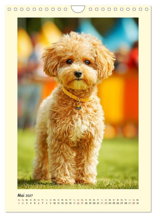 Produktbild: Pudelzauber. Flauschige Hunde f&uuml;r Herz und Seele (Wandkalender 2027 DIN A4 hoch), CALVENDO Monatskalender