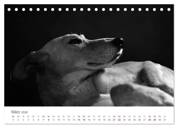 Produktbild: Hundeportraits Fine Art (Tischkalender 2026 DIN A5 quer), CALVENDO Monatskalender