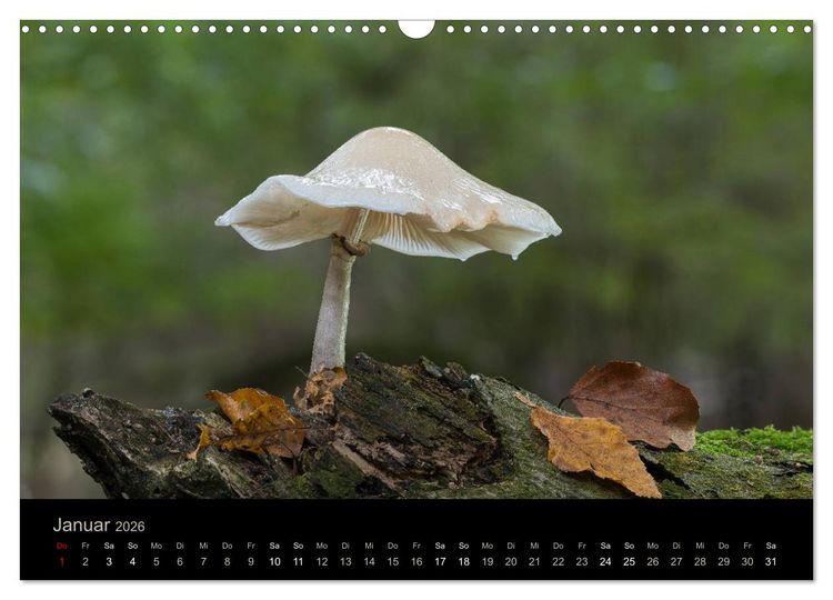 Produktbild: PILZE IM FOKUS 2026 (Wandkalender 2026 DIN A3 quer), CALVENDO Monatskalender