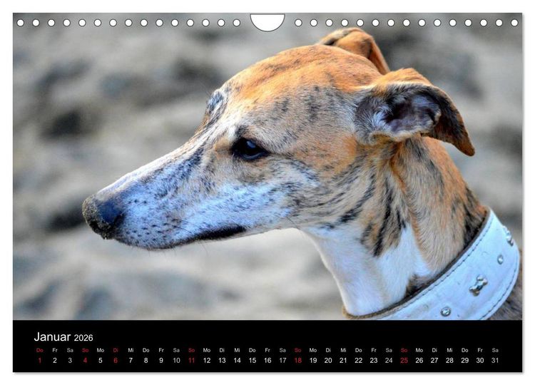 Produktbild: Whippet 2026 (Wandkalender 2026 DIN A4 quer), CALVENDO Monatskalender