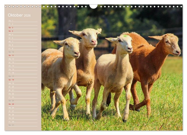 Produktbild: Schafe / Geburtstagskalender (Wandkalender 2026 DIN A3 quer), CALVENDO Monatskalender