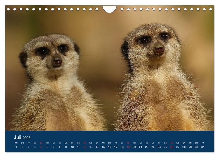 Produktbild: Erdm&auml;nnchen - Zusammen sind wir stark (Wandkalender 2026 DIN A4 quer), CALVENDO Monatskalender