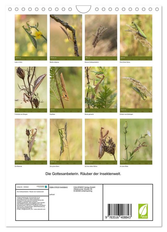 Produktbild: Die Gottesanbeterin. R&auml;uber der Insektenwelt. (Wandkalender 2026 DIN A4 hoch), CALVENDO Monatskalender