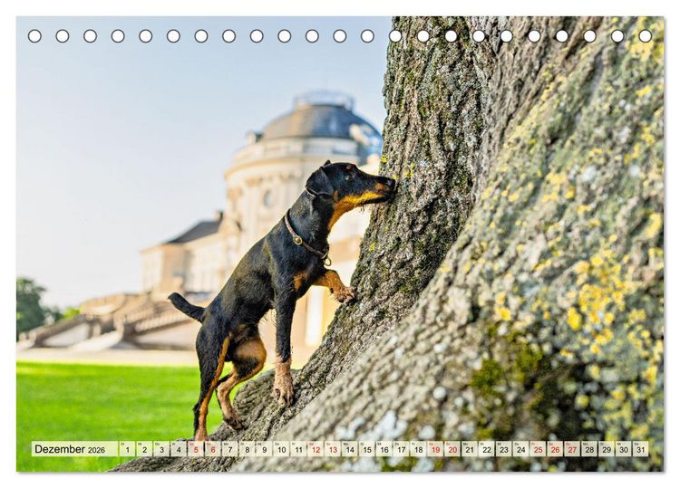 Produktbild: Deutscher Terrier - ein leidenschaftlicher J&auml;ger (Tischkalender 2026 DIN A5 quer), CALVENDO Monatskalender