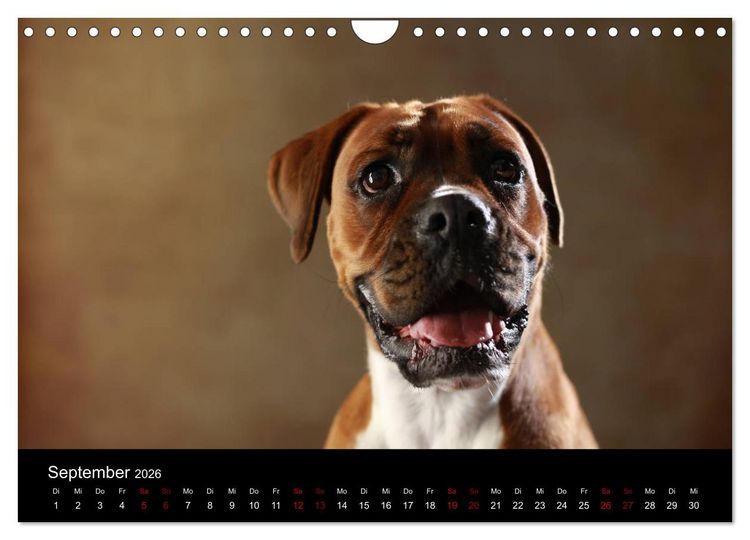 Produktbild: Liebenswerte Boxer (Wandkalender 2026 DIN A4 quer), CALVENDO Monatskalender