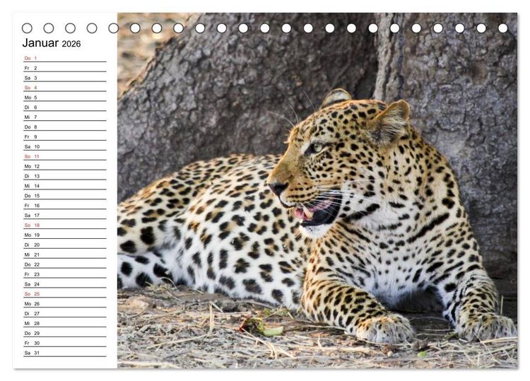 Produktbild: Leoparden. Elegante J&auml;ger (Tischkalender 2026 DIN A5 quer), CALVENDO Monatskalender