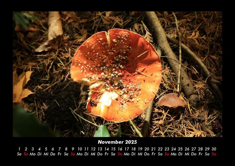 Produktbild: Pilzkalender 2025 Fotokalender DIN A3