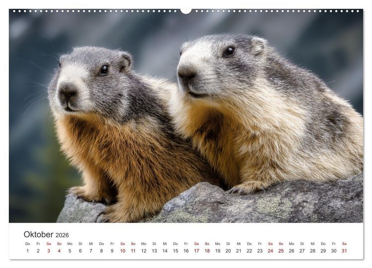 Produktbild: Alpenpl&uuml;sch - Mit Murmeltieren durchs Jahr (hochwertiger Premium Wandkalender 2026 DIN A2 quer), Kunstdruck in Hochglanz