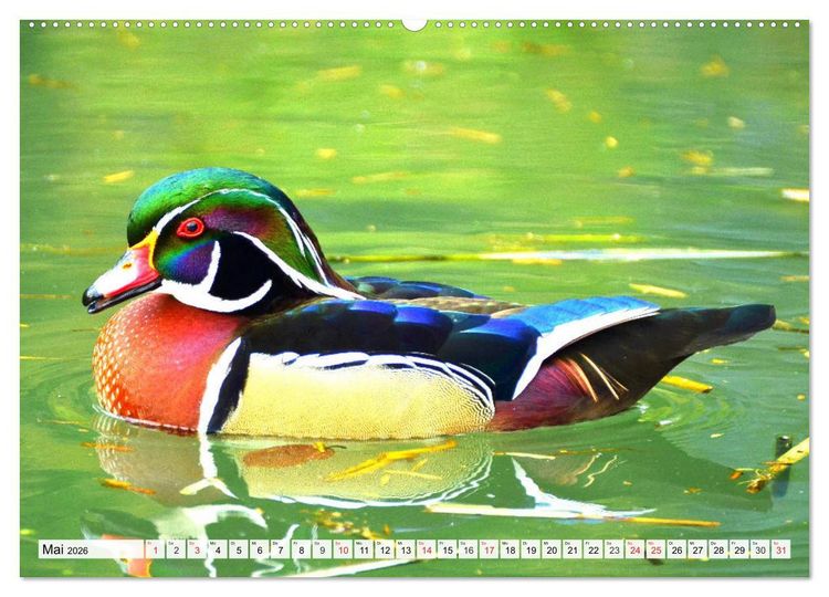 Produktbild: Enten. Bezaubernde und beliebte Schwimmer (Wandkalender 2026 DIN A2 quer), CALVENDO Monatskalender