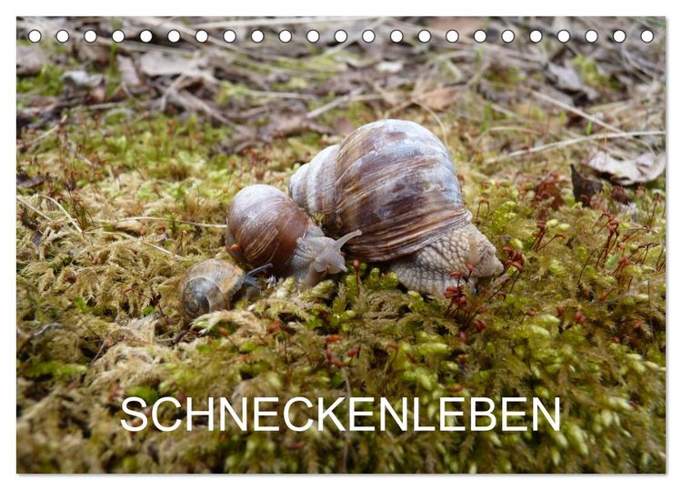 Produktbild: Schneckenleben (Tischkalender 2026 DIN A5 quer), CALVENDO Monatskalender