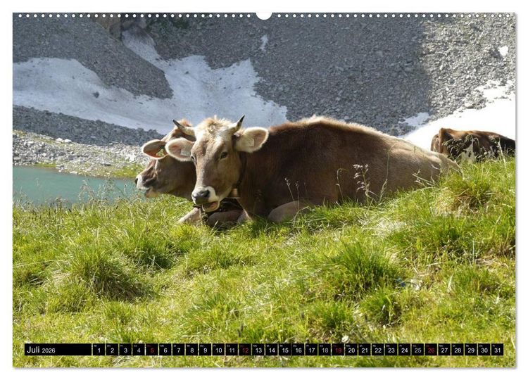 Produktbild: K&uuml;he mit H&ouml;rnern (Wandkalender 2026 DIN A2 quer), CALVENDO Monatskalender