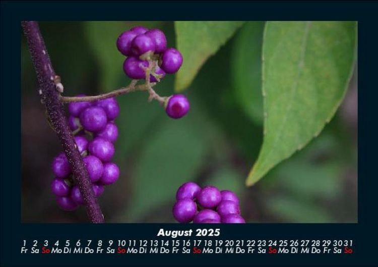 Produktbild: Obstkalender 2025 Fotokalender DIN A5