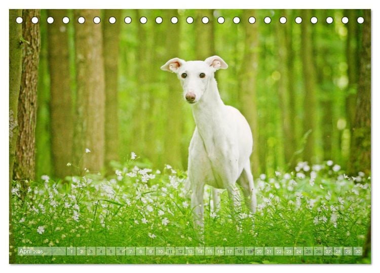 Produktbild: Zauberhafte Windhunde (Tischkalender 2026 DIN A5 quer), CALVENDO Monatskalender