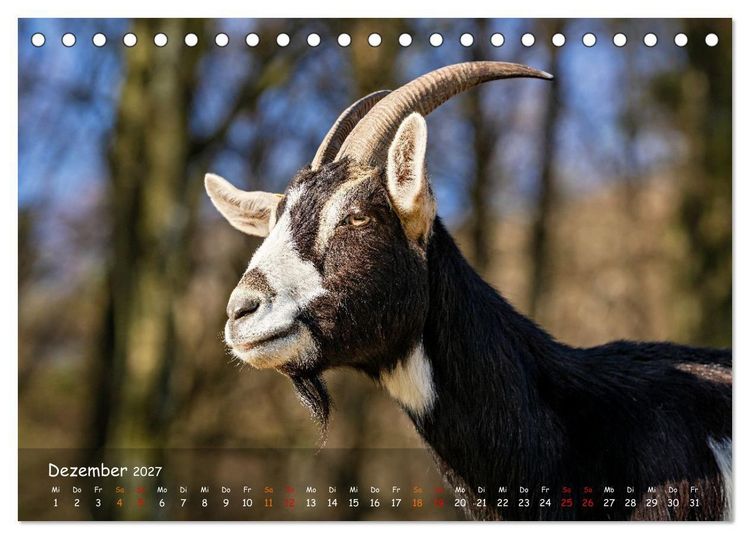 Produktbild: Albziegen (Tischkalender 2027 DIN A5 quer), CALVENDO Monatskalender