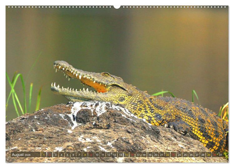 Produktbild: Krokodile in der Wildnis (Wandkalender 2026 DIN A2 quer), CALVENDO Monatskalender