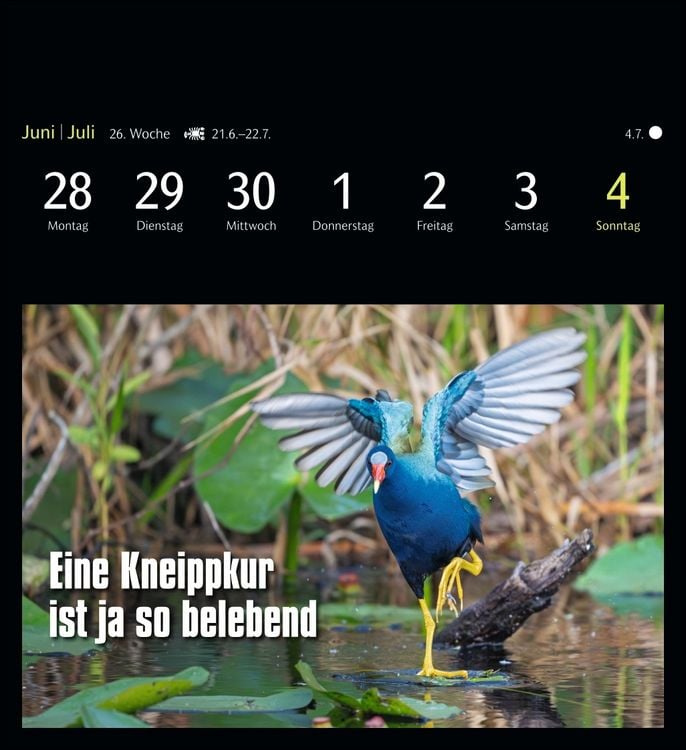 Produktbild: Animal Memes Postkartenkalender 2027 - 53 tierisch witzige Postkarten