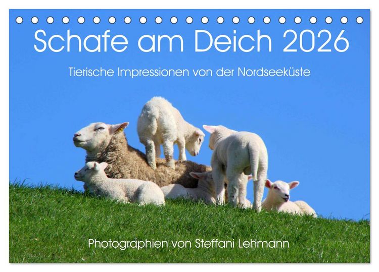Produktbild: Schafe am Deich 2026. Tierische Impressionen von der Nordseek&uuml;ste (Tischkalender 2026 DIN A5 quer), CALVENDO Monatskalender